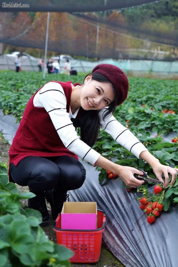 长腿美丽人妻CC姐穿紧身皮裤采摘草莓[第14张/共31张]