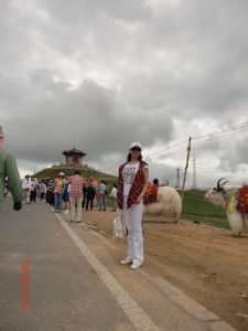 在青海旅行穿白裤骑牛的气质老师